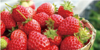 いちご狩り体験Strawberry Picking Experience
